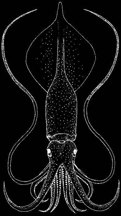 35 Neoteuthidae Fig. 36 Architeuthidae Fig. 37 Ommastrephidae Fig. 38 Thysanoteuthidae 20a. Funnel locking apparatus with a longitudinal and a transverse groove............ 21 20b.