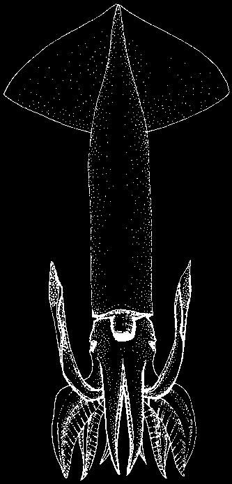 Funnel locking cartilage T-shaped, with a longitudinal groove crossed by a transverse groove at its posterior end; fins less than 60% of mantle length (Fig. 37)..... Ommastrephidae 21b.