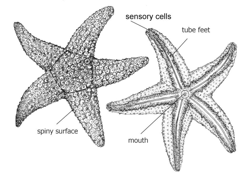 CLASS: ASTEROIDEA STARFISH Rocky shores and subtidally on both rocks and sand. Five relatively stout, tapering arms radiating from a central disc.