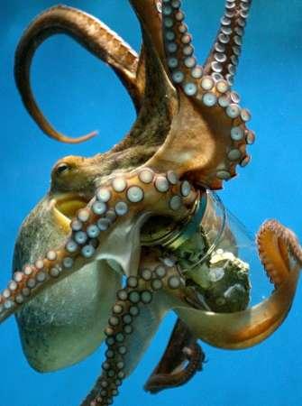 Octopus Intelligence http://www.youtube.