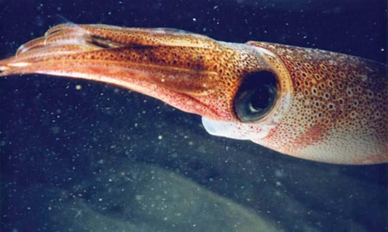 Squid Fastest swimmers among invertebrates Foot