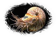 Nautilus The only