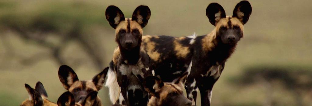 DAY 5 Track the wild dog pack while you are on safari. There were 21 at last count. Wild dogs need to roam vast areas and here in Selous they have boundless woodlands and savannahs in which to roam.