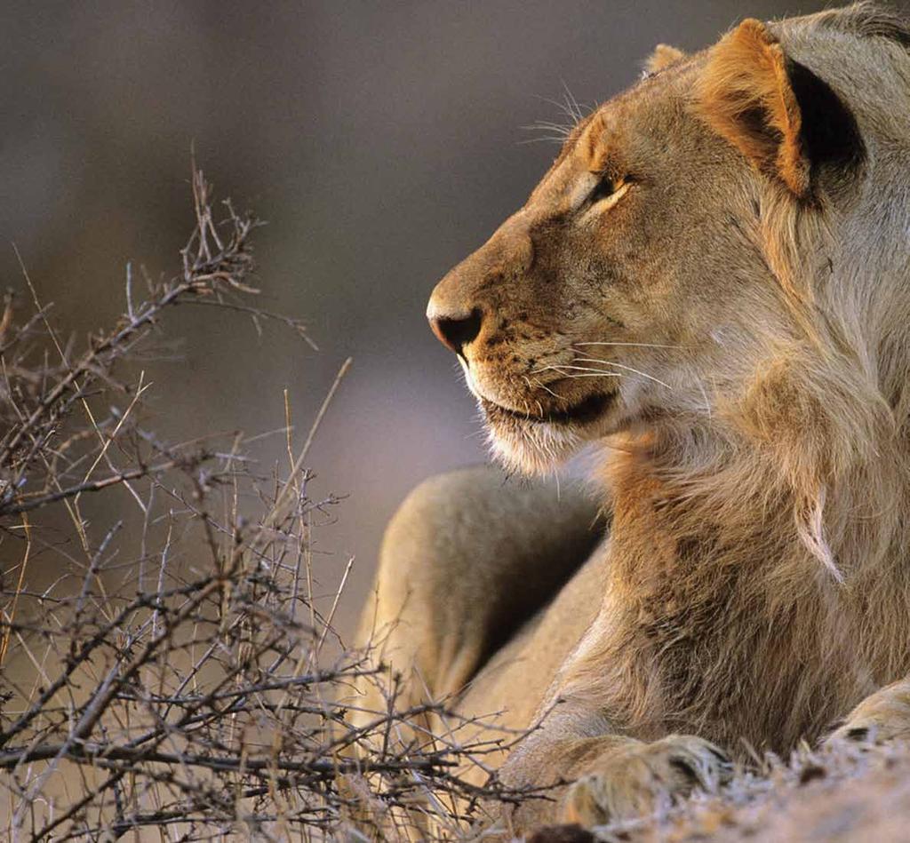 Kruger National Park NOVEMBER 7: KRUGER NATIONAL PARK, SOUTH AFRICA grab your cameras, our day is dedicated to safaris.