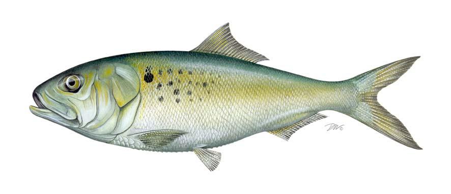 2016 REVIEW OF THE FISHERY MANAGEMENT PLAN AND STATE COMPLIANCE FOR THE 2015 ATLANTIC MENHADEN (Brevoortia tyrannus) FISHERY Prepared by: The Atlantic Menhaden Plan Review Team