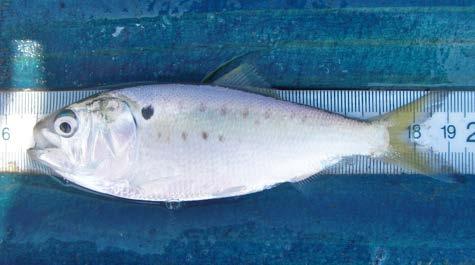 smithi) Species level prey information limited Menhaden 7 occurrences Spanish Sardine 66