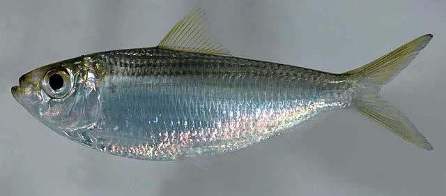 Spanish mackerel 5 Gray snapper 6 Gag 7 Inshore lizardfish 8 Red grouper 9 Vermilion snapper 10