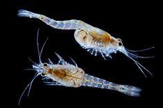 Switch from copepods to