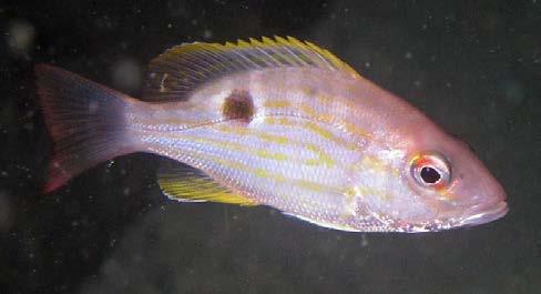 microlepis Hogfish