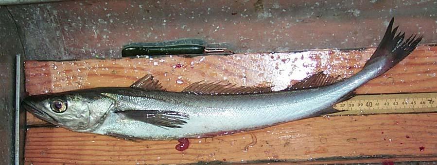 mackerel (Scombrus