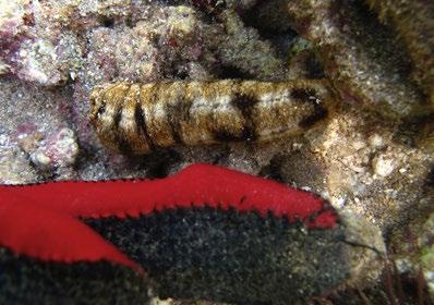 Questionnaire on the field observations of juvenile sea cucumbers.