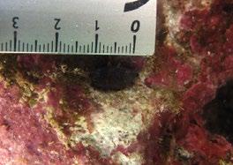 Field observations of juvenile sea cucumbers. SPC Beche-de-mer Information Bulletin 20:6 11.
