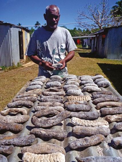 64 Figure 6. A Fijian fisher with a mixture of sea cucumbers drying on a sheet of corrugated iron in the Lau Group, Fiji. Sun drying was the most common method used to dry sea cucumbers (Fig. 6).