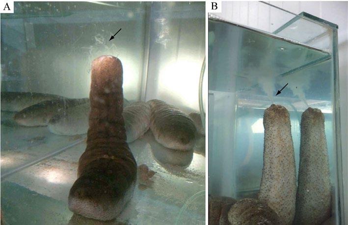 70 Figure 3. Holothuria scabra spawning events. A: Male; B: Female.