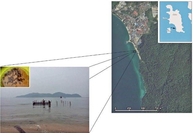 74 Figure 9. Sea pen site off Pangkor Island. occurring at low latitudes are not seasonal but instead show continuous spawning throughout the year (Ramofiafia et al. 2003; Tuwo 1999).