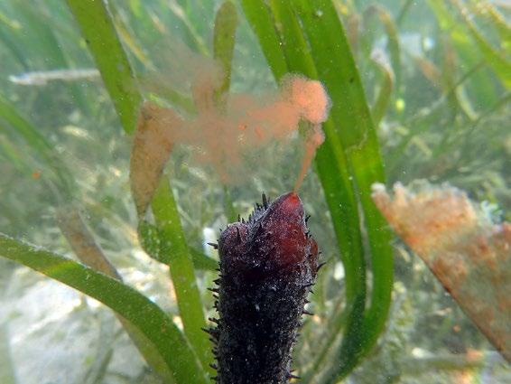 Of the 12 sea cucumbers recorded over the two-day period, only 3 species golden sandfish (H. lessoni), leopardfish (B. argus) and lollyfish (H. atra) were not observed spawning.