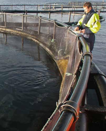 SPECIAL FEATURE Globefish highlights Norwegian capture-based aquaculture of cod In 216, the highest volumes of cod (Gadus morhua) that were landed and stored alive in Norway were recorded, totaling
