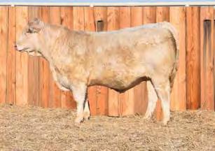 20 Brahman cross pairs, three to fi ve years old, 150-250 pound calves. 3 Longhorn cows, fi ve years old, bred to Charolais bull. 8 Angus heifers, northern breeding, 500 pounds.