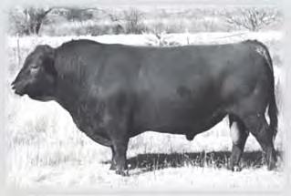Comanche Feeder Steer, Heifer Prices Higher COMANCHE (March. 3) Feeder cattle were $2-6 higher, slaughter cows $6-8 higher, slaughter bulls $4-7 higher. Receipts totaled 550 head.