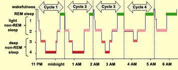 THE CYCLES OF SLEEP EACH CYCLE IS 90MIN YOU NEED 5