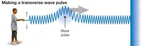 Transverse and longitudinal waves Wave pulses Transverse waves A wave pulse is a short burst of a traveling wave. A pulse can be produced with a single up-down movement.