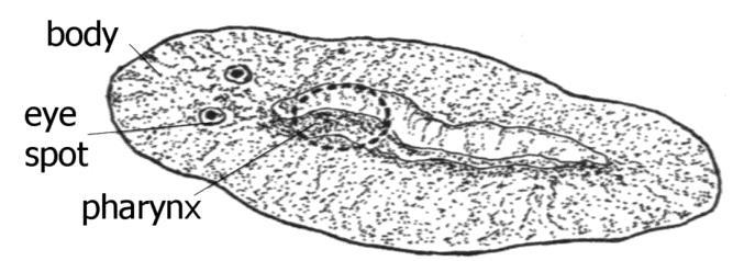 PHYLUM: PLATHYHELMINTHES FLATWORMS CHARACTERISTICS Free living (living independently i.e. not attached) Bilaterally symmetrical with a definite front and back, and with left and right sides.