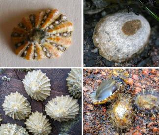 Kingdom: Animalia Phylum:Mollusca Classes: Bivalva, Gastropoda, Cephalopoda http://www.youtube.com/watch?