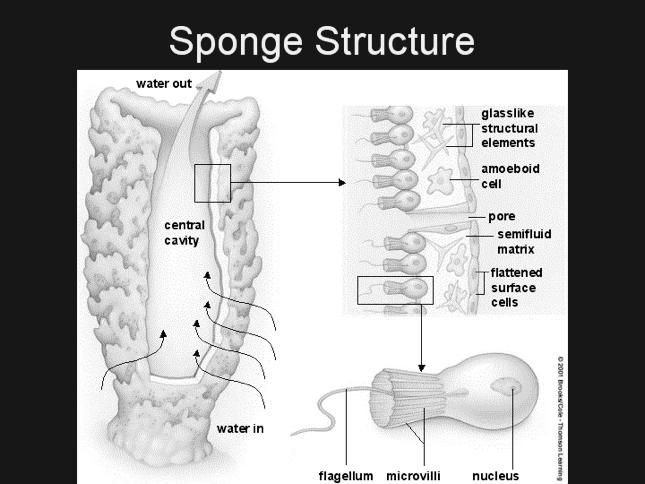 Osculum is excurrent pore (can have several), pore cells intake water Skeleton Spicules (CaCO3, or SiO2), or spongin (household sponges)