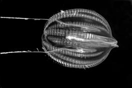 circulatory system length from a few mm (sea gooseberry) to 2 meters long (venus s girdle) Most are