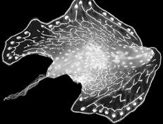 Phylum Platyhelminthes: flatworms As many as 20,000 species! CNS, Brain (agg.