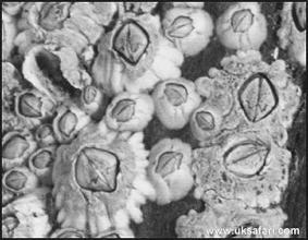 Phylum Echinodermata ~ 6,000 species living from the intertidal to the very deep sea Radial pentamerous (5 part) symmetry as adults Bilateral symmetry as larvae 3 body cavities (coelomic cavities).