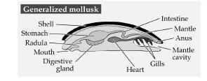 Mollusca: Morphology Key adaptations the mantle & the
