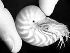 mollusk predators, the cephalopods (Video segment)