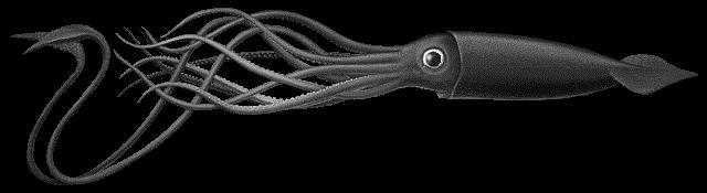 The cephalopods (e.g.
