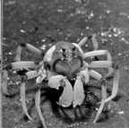 Chelicerata - scorpions, spiders & mites Morphology