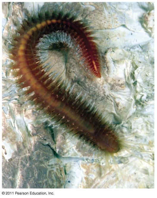 Phylum Annelida Cuticle Septum (partition between segments) Metanephridium Segmented worms (bodies