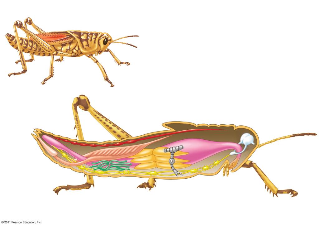young (nymphs) look like adults but go through a series of molts Complete metamorphosis larval stages specialized