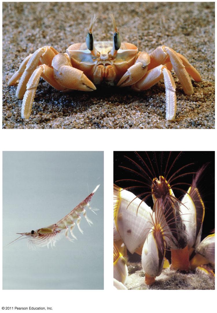 specialized for feeding and locomotion (a) Ghost crab Decapods are large crustaceans (lobsters, crabs, crayfish,
