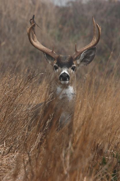 Background No predictive understanding of mule deer dynamics Fluctuations have surprised managers and hunters Do mule and