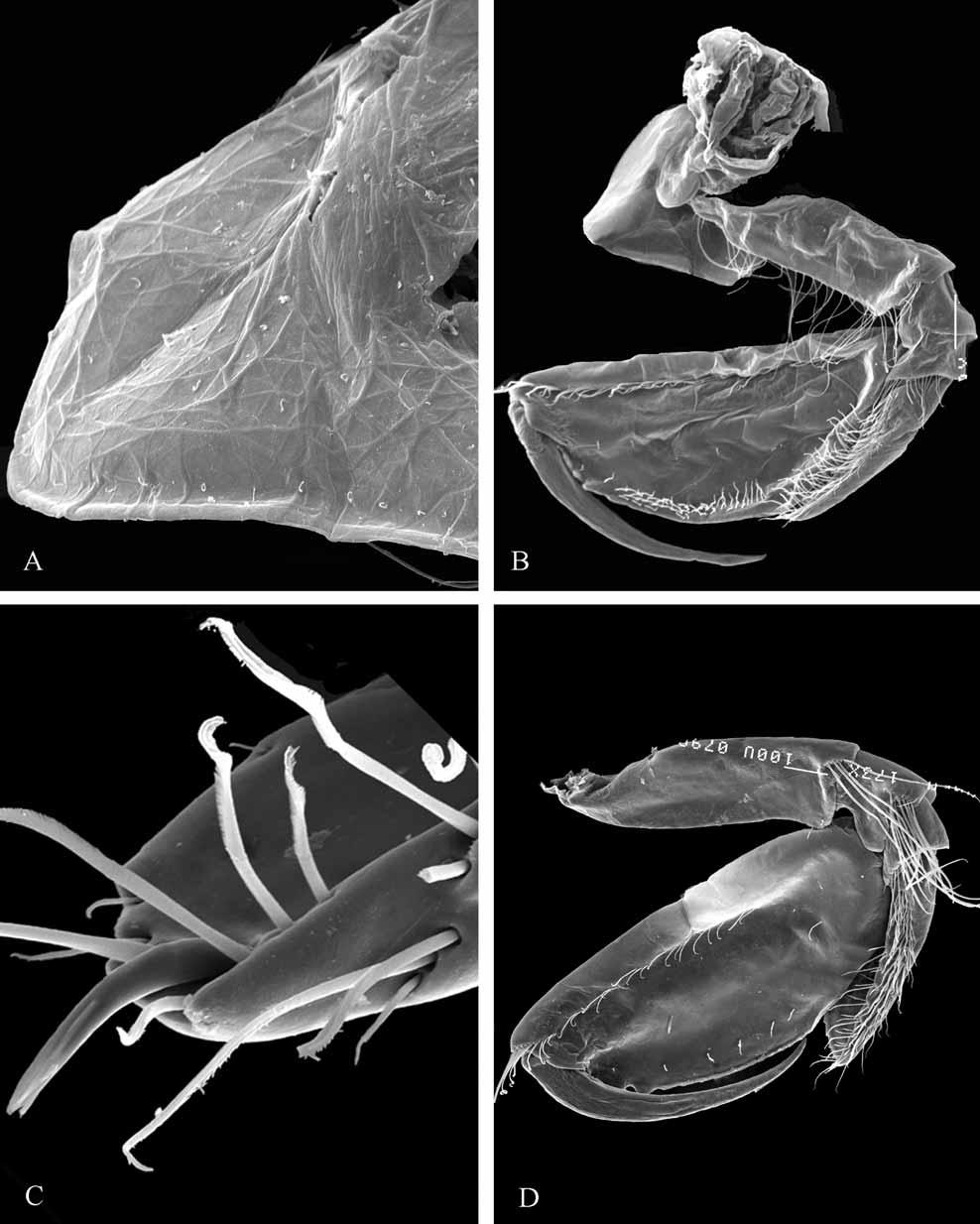 rior setae in holotype A ); gnathopod 2, basis anterior margin with 15 long setae (versus 13 short setae in male); distomedial setal tufts on articles 2 and 3 reduced in length, carpal lobe, apically