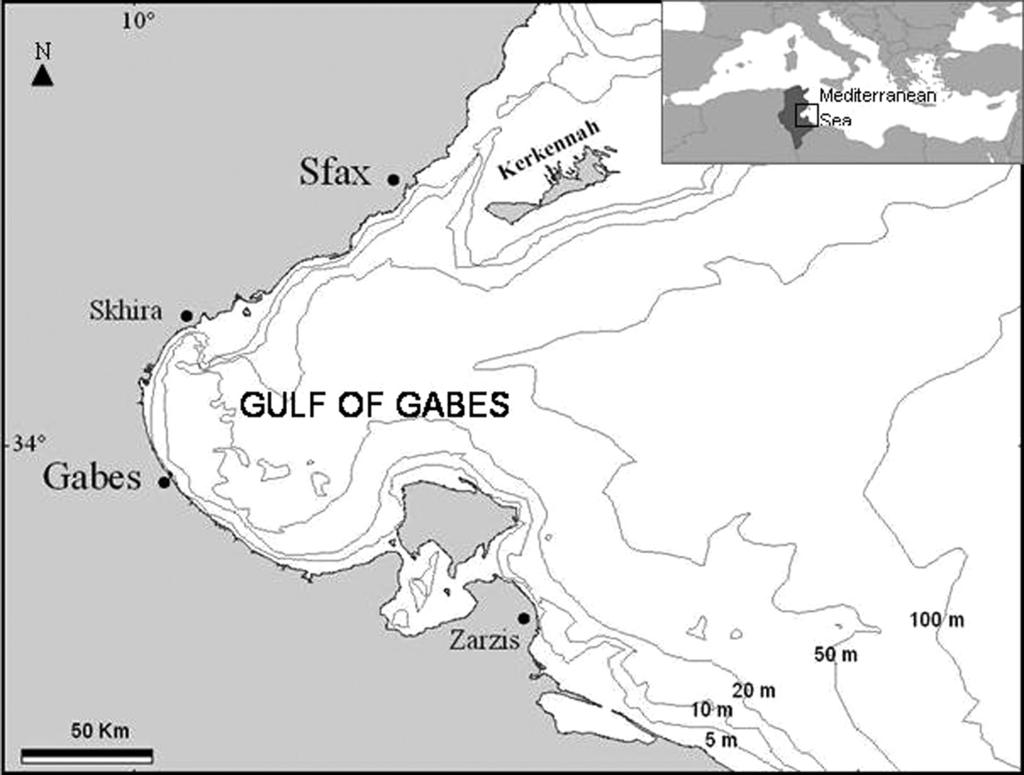 Vie et milieu - Life and environment, 2013, 63 (1): 53-58 Variation of diet composition of Diplodus vulgaris (Sparidae) from the Gulf of Gabes (central Mediterranean) A. Hadj Taieb *, A. Derbali, M.