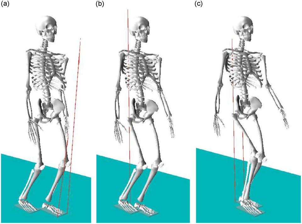 1422 ARTICLE IN PRESS J. Park / Journal of Biomechanics 41 (08) 1417 1426 verification of the hypothesis on the human control of the arm swing during walking.