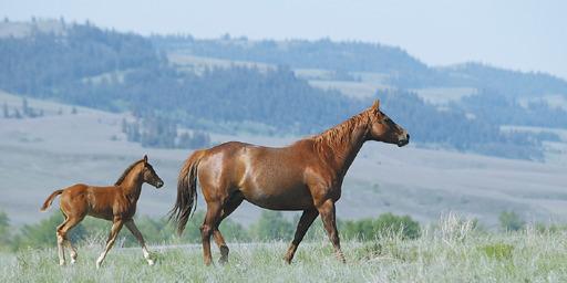 There are 35 broodmares on the ranch today, many of which still carry the Peppy San breeding. All mares are pasture bred, and they foal outside as well.