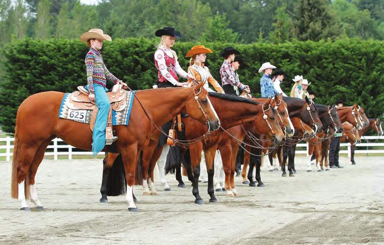 Show Formats Most AQHA shows offer a variety of classes (English, halter, western) and divisions (youth, amateur, open) for competitors of different skill levels.