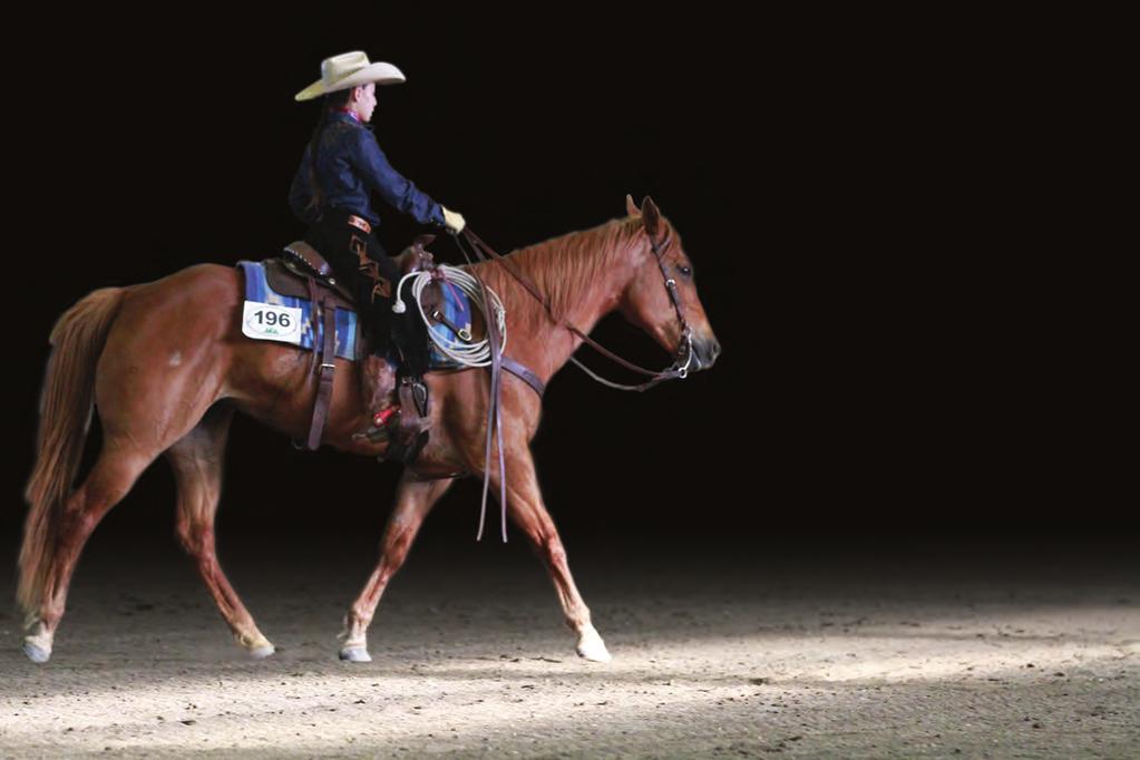 Levels From the brand-new competitor to the seasoned road warrior, everyone has a place at AQHA shows.