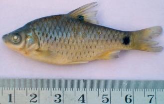 The specimens of various sizes were selected for morphometric study of P. chola, P. conchonius, P. sophore and P. ticto.
