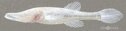 species Cavefish