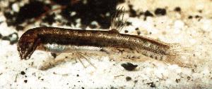 Commercial fisheries Salamanderfish