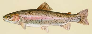 Order Salmoniformes,