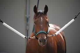 You should only tie a horse by his halter, never by a bridle, bit or reins. When tying a horse on crossties, fasten snaps to side rings of the halter s noseband.